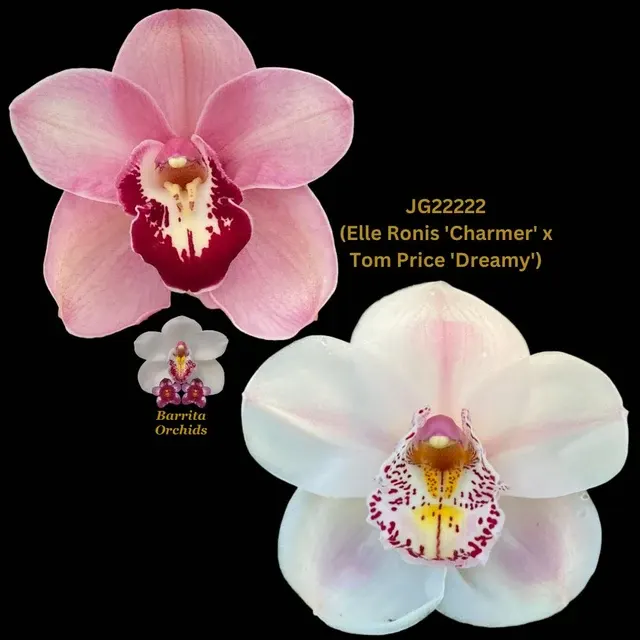 Cymbidium Seedling JG22222 'Charmer' (Cymbidium)