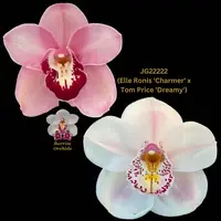 Cymbidium Seedling JG22222 (Elle Ronis 'Charmer' x Tom Price 'Dreamy')