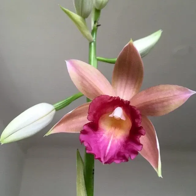 Phaius Ramona Harris 'Looking At You' (Phaius)