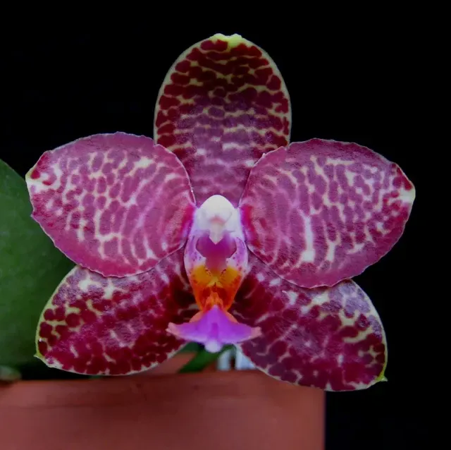 Phalaenopsis Javanica Dark Red