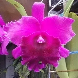 Cattleya Lucky Dragon