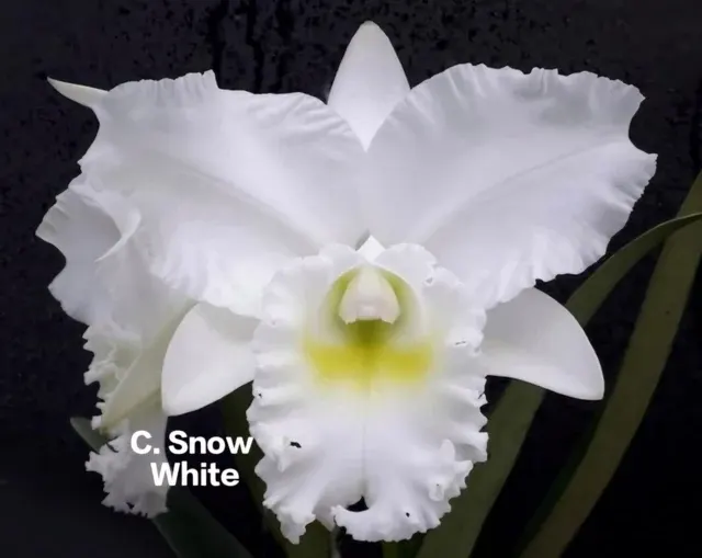 Cattleya 16 Orchid (Cattleya)