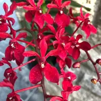 Renanthera Gerald Tan