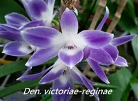 Den. victoriae-reginae (DSVR) ( - - victoriae-reginae )
