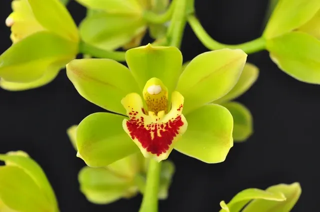 Cymbidium Lillian Fujimoto 'Irish Lass' (Cymbidium)