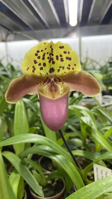 Paphiopedilum Tiny Treasure PP1971