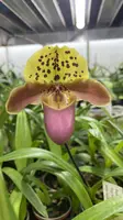 Paphiopedilum Tiny Treasure (henryanum ‘Richard’ x Mem Sandra Pechter Song ‘Graham Finale’ HCC/AOS) PP1971