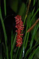Dendrochilum wenzelii