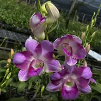 Dendrobium Orchid King Dragon#3 Mature Bushy Plant - Ready To Flower