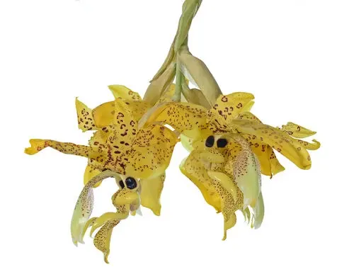 Stanhopea wardii (Stanhopea)