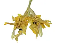Stanhopea wardii