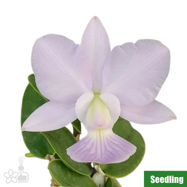 Cattleya walkeriana var. blue
