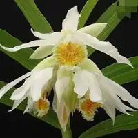 Thunia alba (White Thunia Orchid)