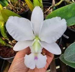 Cattleya walkeriana 'gravatinha'