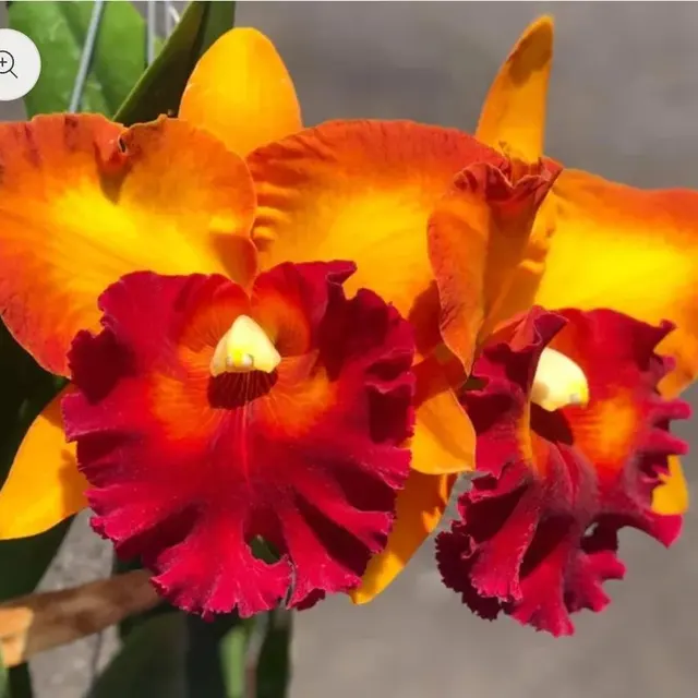 Rhyncholaeliocattleya Bangkok City (Rhyncholaeliocattleya)