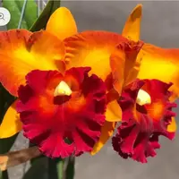 Rlc Bangkok City near blooming size cattleya orchid. Large fragrant blooms