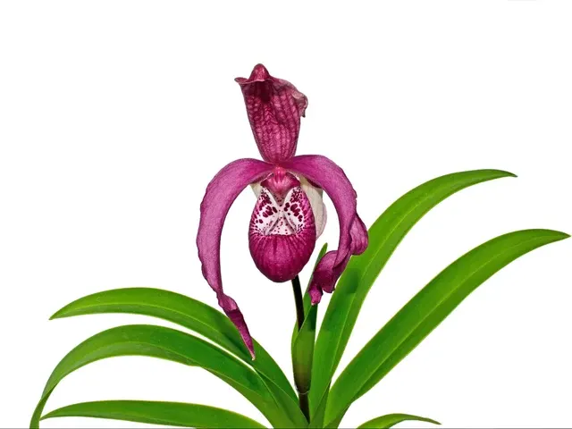 Phragmipedium Ingrid Suarez Ecuagenera (Phragmipedium)