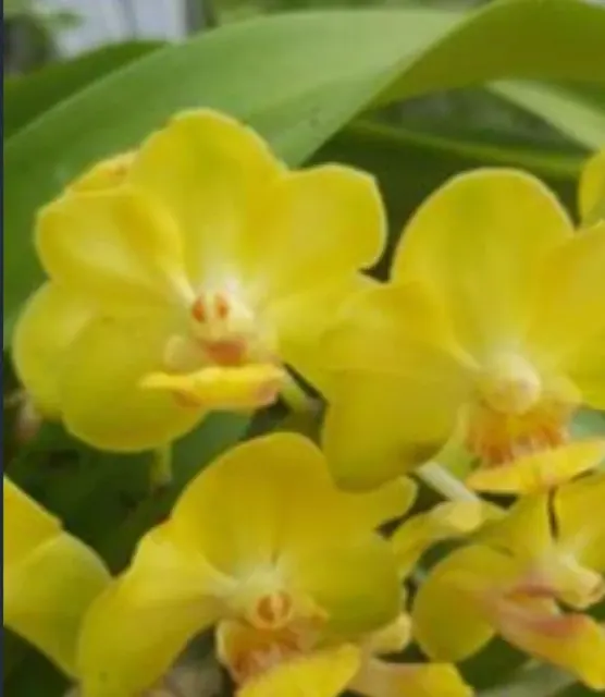 Vanda Yip Sum Wah X Rhy. Coelestis X Rhy. Gigantea, Lime Green