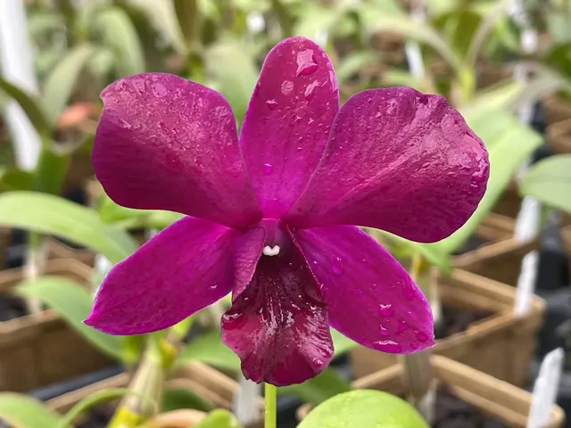 Dendrobium Chatuchak ‘Weekend Market’ (Dendrobium)