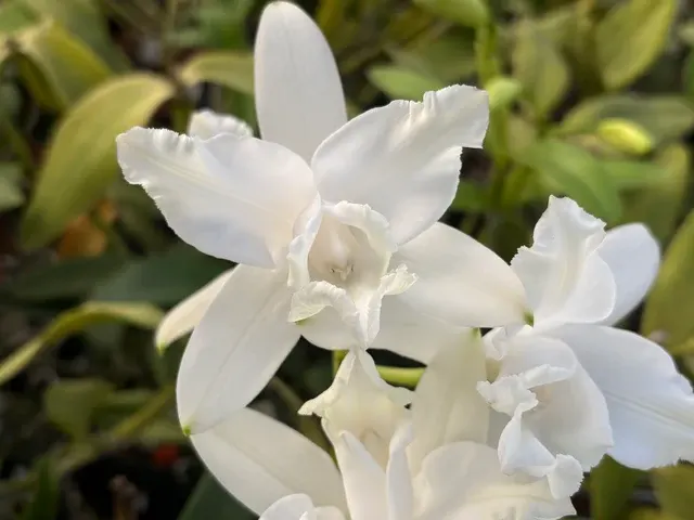 Cattleya intermedia alba peloric (Cattleya)
