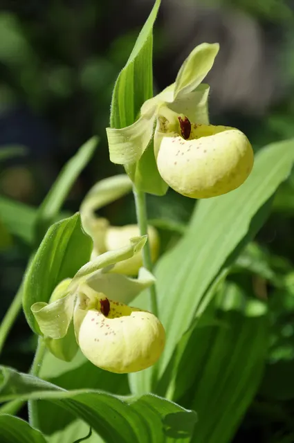 Cypripedium flavum (Cypripedium)