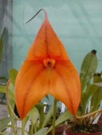 Masdevallia Kimballiana