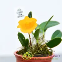Dendrobium Jenkinsii (Miniature Variety)