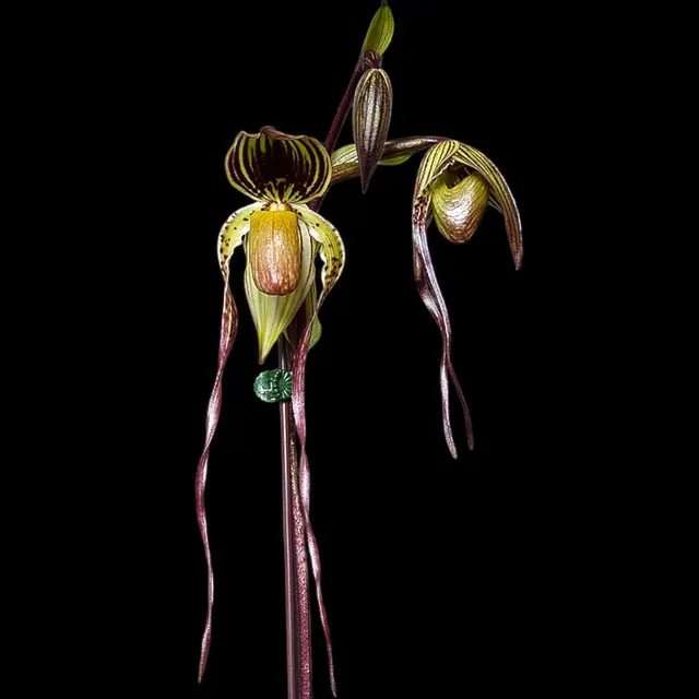 Paphiopedilum Addicted Phillip