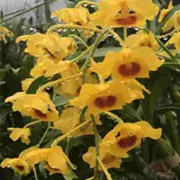Dendrobium chrysotoxum (Golden Canary Orchid)