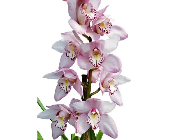 Cymbidium 8325 Baltic Elegance Carmen (Cymbidium)
