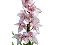 Cymbidium 8325 Baltic Elegance Carmen