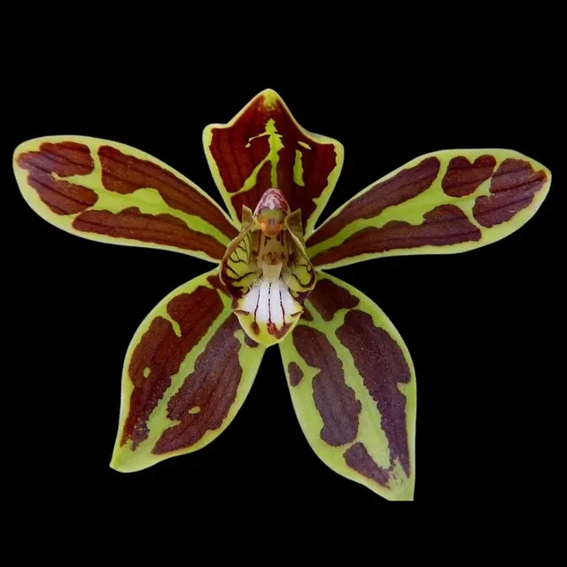 Grammatophyllum scriptum var multiflorum
