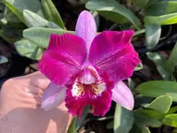 Ryc. Ching Sun Smile '#3' (Lc. Bob Pusavat x Rlc. Shinfong Honey) (M456) (Hybrid) Ryc.=Rhyncatlaelia / Lc.=Laeliocattleya / Rlc.=Rhyncholaeliocattleya
