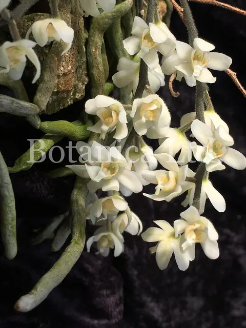 Chiloschista exuperei (Chiloschista)