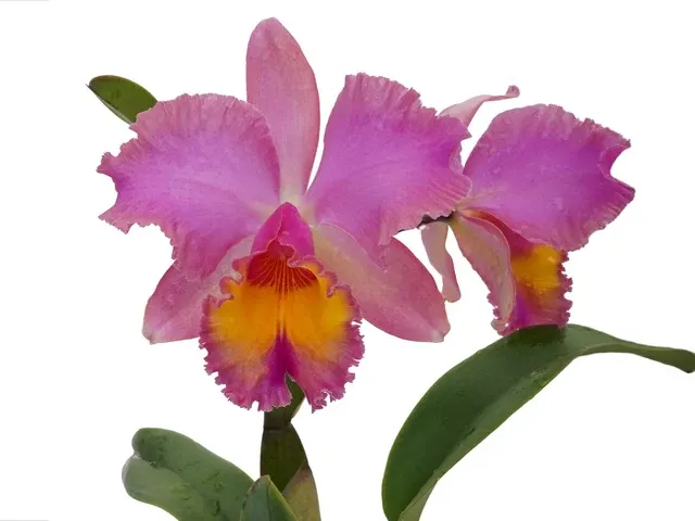 Rhyncholaeliocattleya Jorge Dávila Vásquez