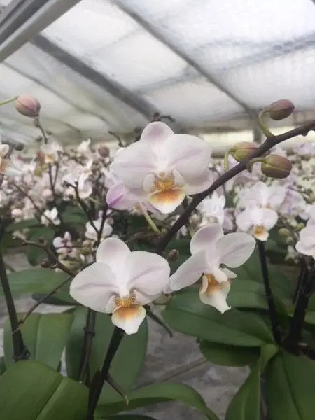Phalaenopsis PISCO