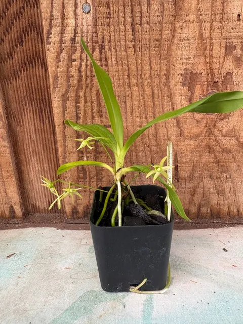Angraecum calceolus (Angraecum)