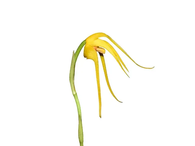 Maxillaria arachnites