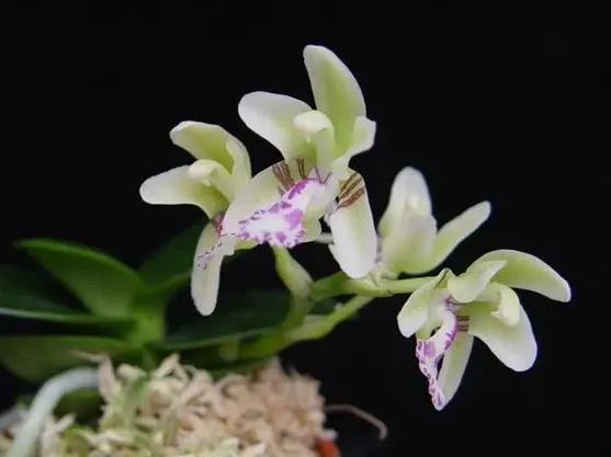 Sedirea japonica 'Daruma'