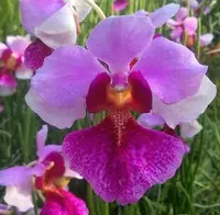 V. (Papilionanthe) Miss Joaquim (teres x hookeriana) (VMJ) (Hybrid)