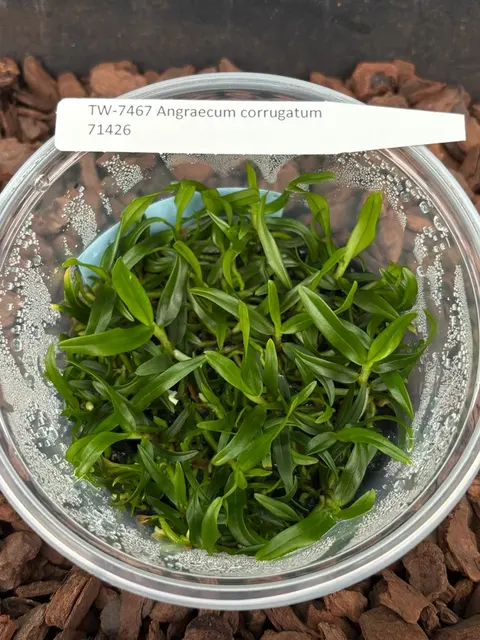 Angraecum corrugatum (Angraecum)