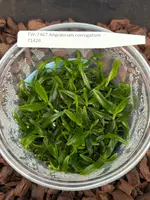 FLASK Angraecum corrugatum