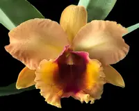 (Rlc. Ahchung Ruby × Rlc. Siam Red) 'Peach'