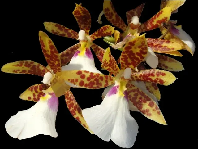 Trichocentrum tigrinum (Trichocentrum)