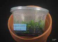 FLASK Bulb. appendiculatum