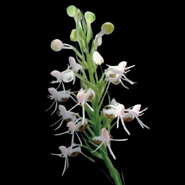 Habenaria rostellifera (Habenaria)