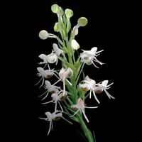 [Bulbs][Import AS-IS] Habenaria rostellifera [2.4 BS][July Preorder]