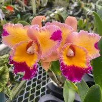Pot. Dick Smith 'Paradise'