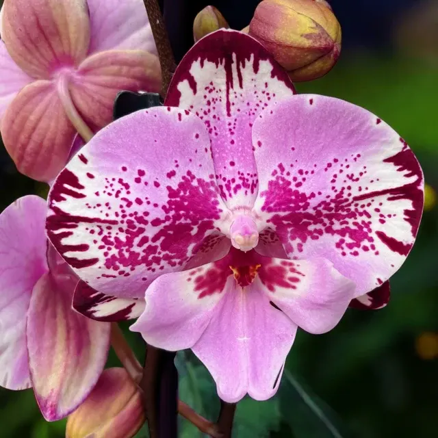 Phalaenopsis Naomi Big Lip