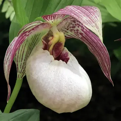 Cypripedium Tilman (Cypripedium)